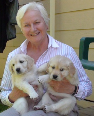 golden retriever breeder melbourne white golden retriever puppies melbourne dogs in our photo golden retriever breeder melbourne white golden retriever puppies melbourne dogs in our photo